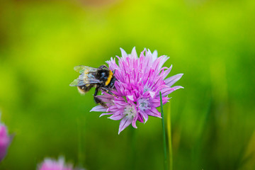 bee on flower