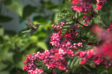 huitzi  colibri 