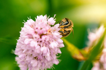 bee on flower