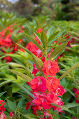 Impatiens balsamina, Garden balsam, Touch me not, in the garden in the evening atmosphere nature style background or noise and soft focus or blur.
