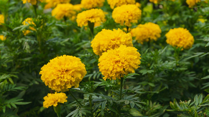 Close up of beautiful Marigold flower (Tagetes erecta, Mexican, Aztec or African marigold) in the garden In the garden in the evening atmosphere nature style background or noise and soft focus or blur