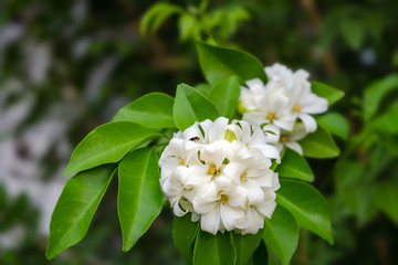 Obraz na płótnie Canvas Orang Jessamine, China Box Tree, Andaman Satinwood, Chinese Box-wood, or Murraya paniculata with green leaves blooming nature style background and soft focus or blur 