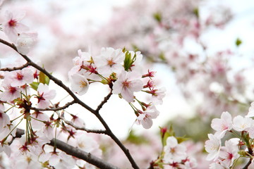 桜196