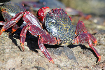 rote_Klippenkrabbe