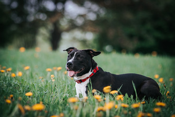 american staffordshire terrier puppy posing otside in the park.