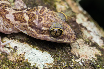 Lizard , Cute Lizard , Close-up of Lizard , Lizard of Borneo , Gecko, Close-Up Gecko