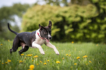 american staffordshire terrier puppy posing otside in the park.