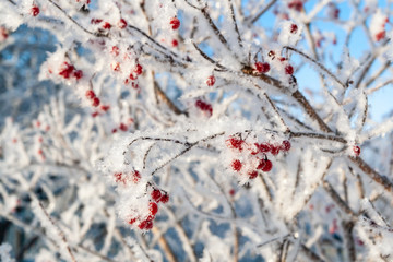 Viburnum berries are covered with hoarfrost. Snow-covered bush of viburnum in winter.