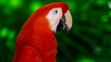 parrot1