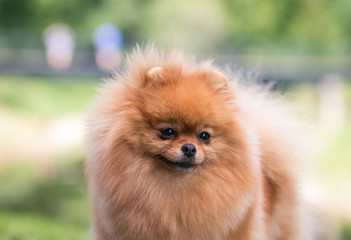 Beautiful pomeranian dog posing outside in the park.