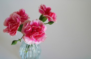 花　カーネーション　ピンク