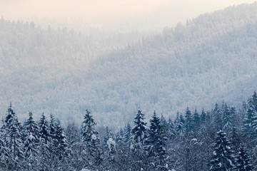Forest in the snow, mountains of Gorski kotar, Croatia