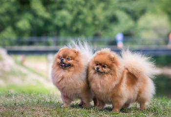 Super beautiful pomeranian dog posing outside after dog show.	
