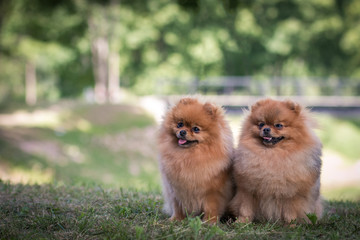 Super beautiful pomeranian dog posing outside after dog show.	