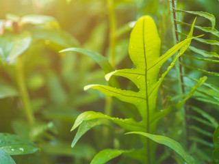 Closeup green leaves with yellow sunlight and defocus bokeh background. Beginning the new things concept.