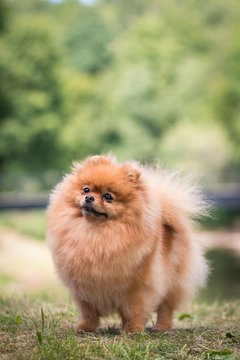 Beautiful pomeranian dog posing outside in the park.