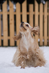 American cocker spaniel posing outside at winter. 