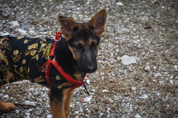 German shepherd dog puppy in the snow