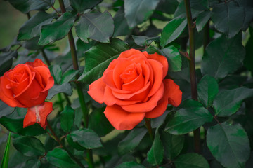 red rose on green background