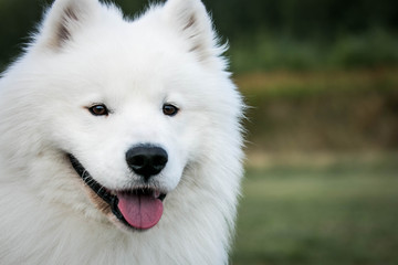 Samoyed dog posing in the beautiful park.