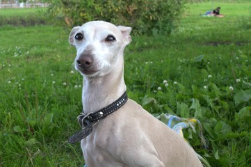 dog on green grass