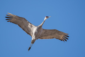 Sandhill Cranes flying
