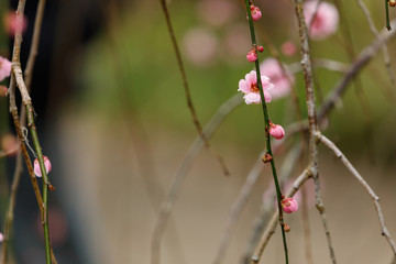 梅の花