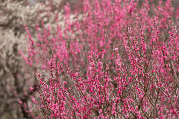 梅の花