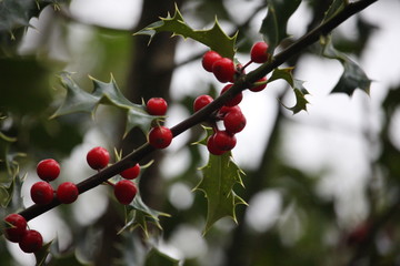 A close up photograph of holly leaves and berries.  Natural greenery, woodland forest background. ...