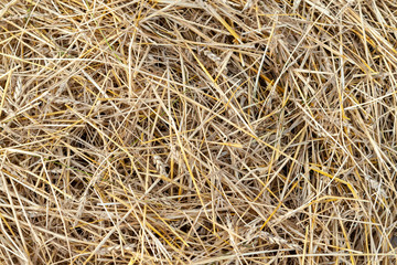 Texture of dry yellow straw of wheat. Golden straw cereal crop.