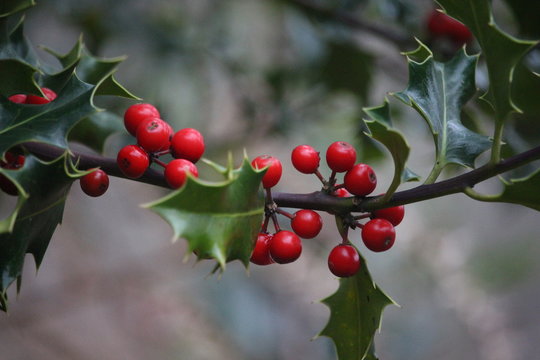 A close up photograph of holly leaves and berries.  Natural greenery, woodland forest background.  Shallow depth of field, selective focus. Vibrant red berries and bright green leaves.