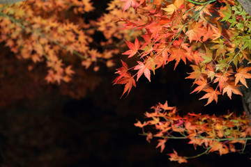 紅葉ライトアップ