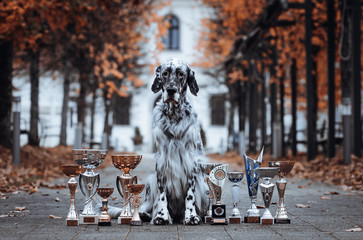 English setter dog posing with his trophies in autumn park.