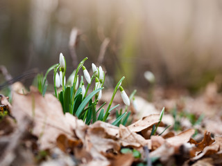 Spring Snowdrop flower (Galanthus)