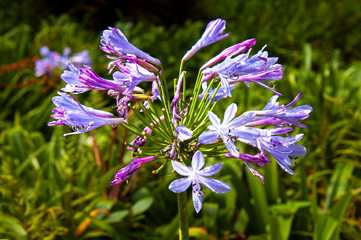 Flowers of Agapanthus, Terra Nostra Garden, Furnas, Sao Miguel, Azores, Portugal