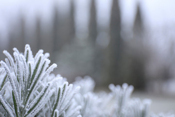 rime ice on the needles of a juniper shrub on sunny winter morning