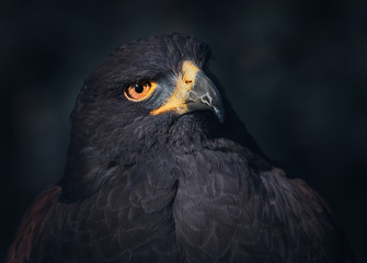 Golden Eagle Portrait