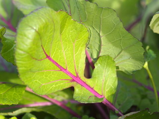 コウタイサイの葉