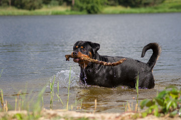 Dog play in the water. Rottweiler playing near the lake.