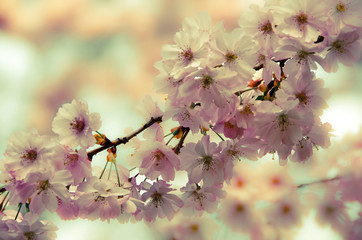 cherry tree branch with cherry spring blossom bloom 