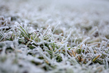 rime ice on the needles of a juniper shrub on sunny winter morning