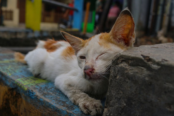 Abandoned Cat