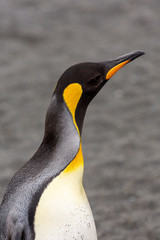 Close up of a King Penguin, South Georgia