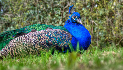 Selective focus on a peacock sitting on the grass and looking at the camera. Royal Alcazars, Seville, Spain.