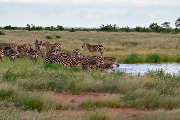 Zeba im Nationalpark Tsavo Ost, Tsavo West und Amboseli in Kenia