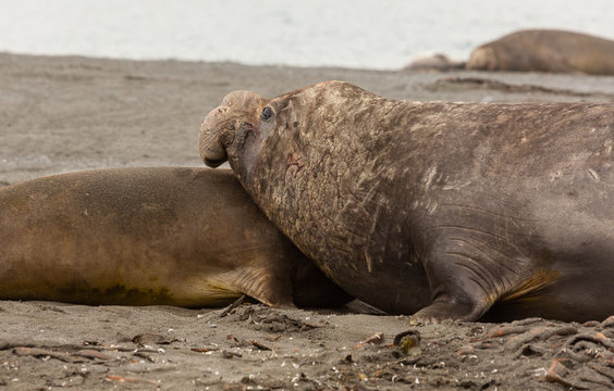 Southern Elephant Seals mating in South Georgia