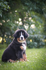 Bernese mountain dog puppy outside. So cute and small bernese puppy.	
