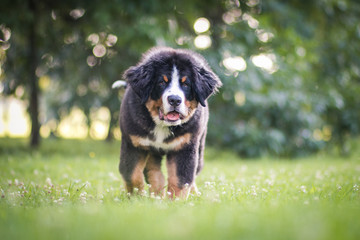 Bernese mountain dog puppy in the sunset