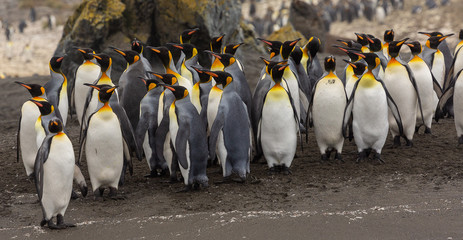 Group of King Penguins, South Georgia 