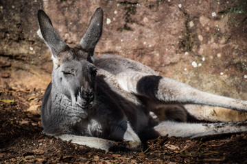 Sydney Zoo, Australia